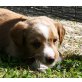 Jackomo, Barney, Bruno, Baffo, Negro und Nala, Labradormischling x Jack Russel Welpen - Rüde