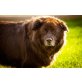 Jackomo, Leonberger-Berner-Sennen-Schäfer-Mix - Rüde