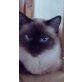 Jackson, BKH/SIAM - Kater