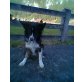 Jacky, Border-Collie - Rüde