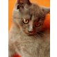 Jacky, Britisch Kurzhaarkatze - Kater