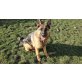 Jacky, Deutscher Schäferhund - Rüde