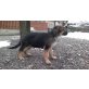 Jacky, Deutscher Schäferhund Welpen - Hündin