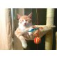 Jacky, EKH - Kater