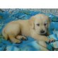 Jacky, Golden Retriever Welpen - Hündin