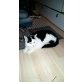 Jacky, Hauskatze - Kater