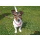 Jacky, Jack-Russell-Terrier - Hündin