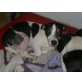 Jacky, Jack-Russell-Terrier - Hündin