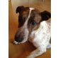 Jacky, Jack-Russell-Terrier - Rüde