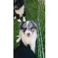 Jacky-Labrador/Australian Shepherd Welpen - Hündin