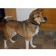 Jacky, Mix - Rüde