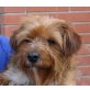 Jacky, Norfolk Terrier Mix - Rüde
