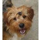Jacky, Norfolk Terrier Mix - Rüde