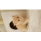Jacky, Perser mit Nase - Kater