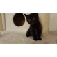 Jacky, Perser mit Nase - Kater