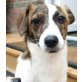 Jacky - kleine süße Maus, Jack Russell Dackel - Hündin