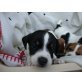 Jackys, Jack-Russell-Terrier - Hündin