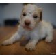 Jacopo, Lagotto Romagnolo Welpen - Rüde