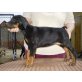 Jada Joy z Helftýna, Dobermann Welpen - Hündin