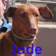 Jade, Pharaonenhund Mix - Hündin