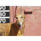 Jade, verschmust und lieb, Galgo Español - Hündin