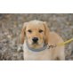 Jaffa, Golden-Retriever-Mischling Welpen - Rüde