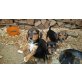 Jagdterrier mit Beagle Mischlingswelpen - Hündin