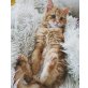 Jaime, Europäisch Langhaar - Kater