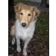 Jaimee eine reinrassige Collie Hündin sucht, Collie - Hündin