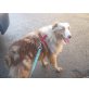 Jaimy, Australian Shepherd Dog - Rüde