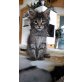 Jaipur, Maine Coon - Katze