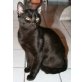 Jairo, verschmuster schwarzer Kater - Kater