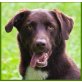 Jake, Labrador-Border Collie-Mix - Rüde