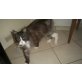 Jake, Main Coon - Kater