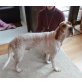 Jake, Pointer/Dogge - Rüde