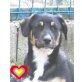 Jakob, Jakob - Beagle Mischling  Welpen - Rüde