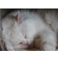 Jakob, Perser-Mix - Kater