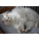 Jakob, Perser-Mix - Kater