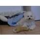 Jala, Bichon Frisé - Hündin