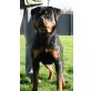 Jala von der Schlossallee, Rottweiler Welpen - Hündin