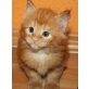 Jamaal Ruan, Maine Coon - Kater