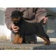 Jamaica, Rottweiler - Hündin