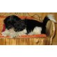 Jamba, Shih Tzu Welpen - Hündin