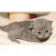 Jambalaya, Britisch Kurzhaarkatze - Kater