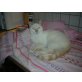 James Blondi, Siamesen - Kater
