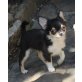 James Bond, Chihuahua langhaariger Schlag Welpen - Rüde