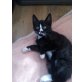 James, Europäischer Kurzhaar Kater - Kater