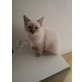 James, Ragdoll - Kater