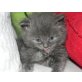 James, Sibirische Katze - Kater