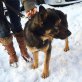 James (kris-hu) sucht ein warmes Körbchen und - Rüde